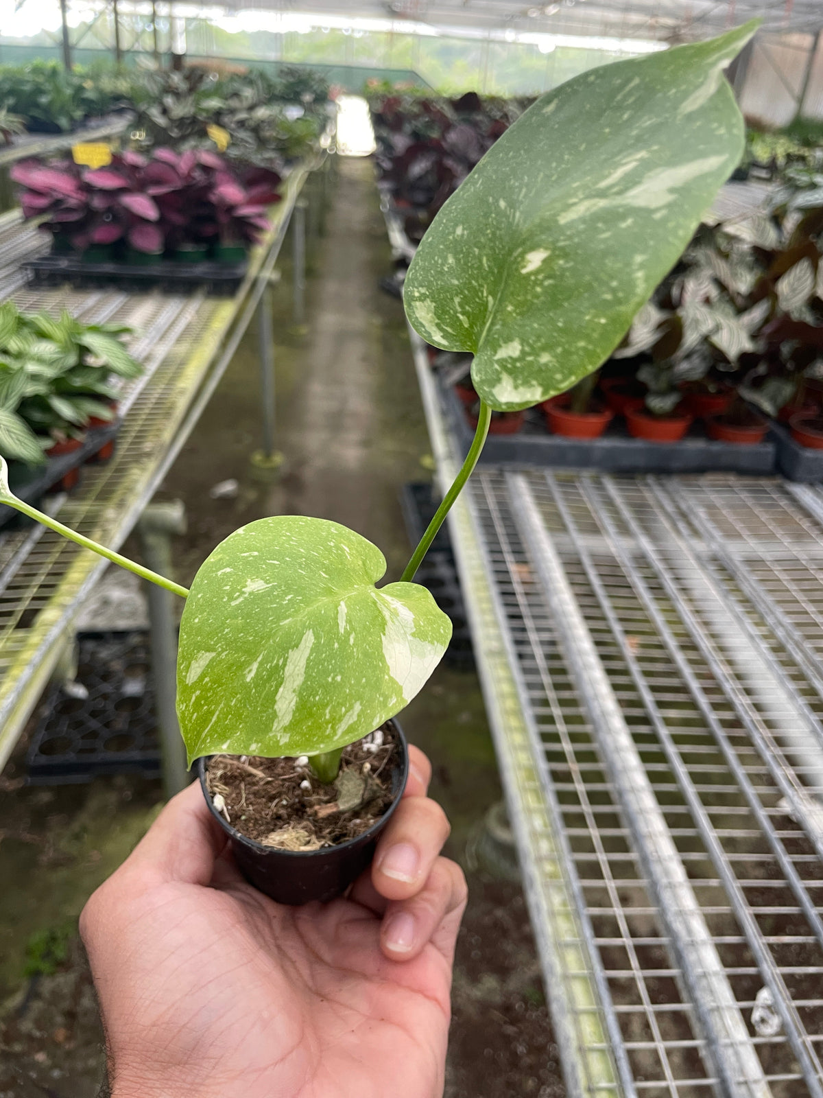 Monstera Thai Constellation, view 2