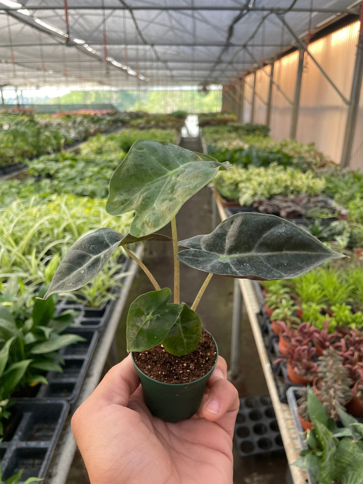 Alocasia Polly 'African Mask', view 2