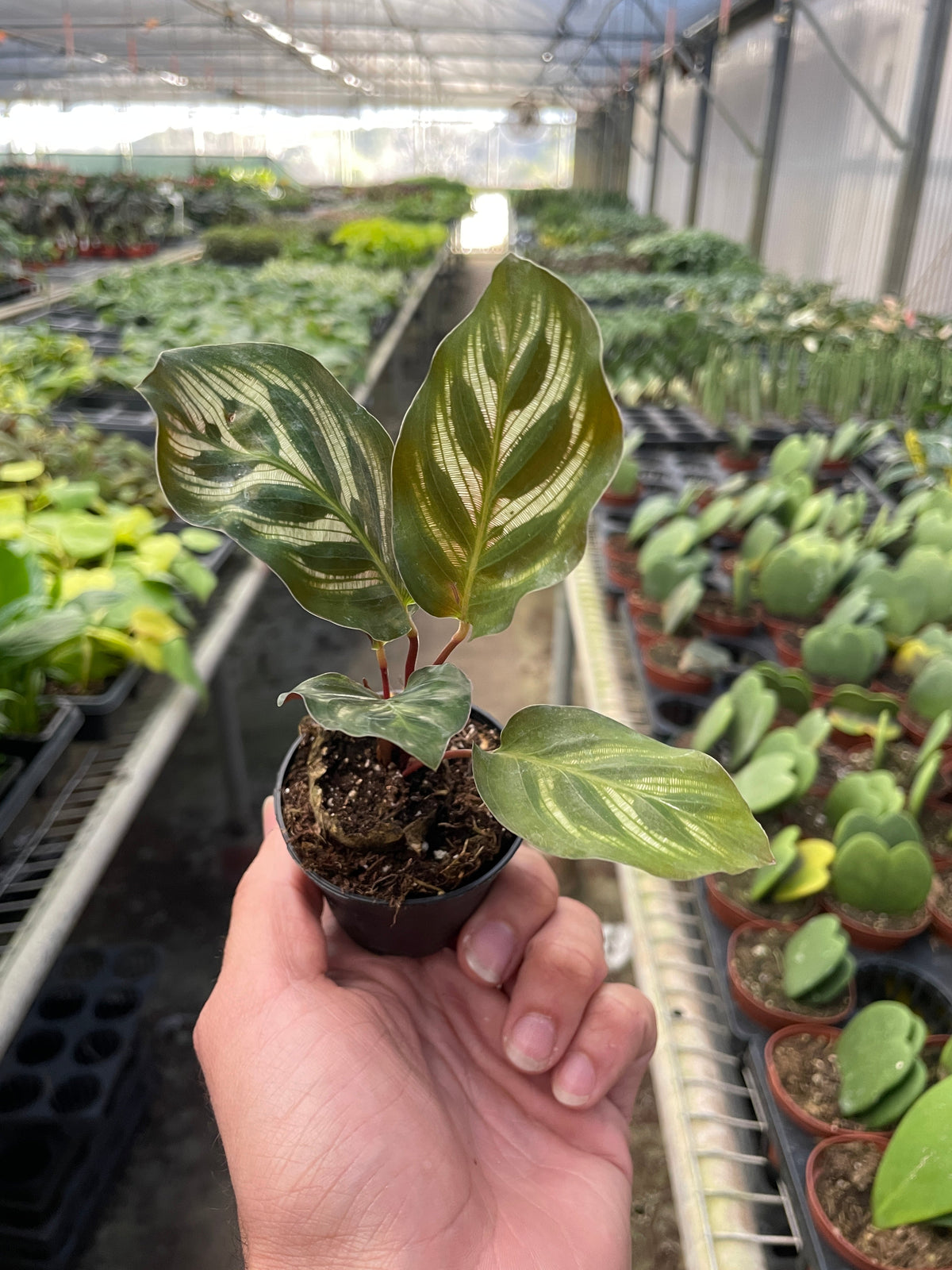 Calathea 'Makoyana', view 2