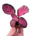 Calathea 'Purple Rose' prayer plant