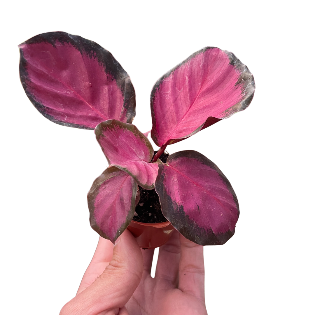 Calathea 'Purple Rose' prayer plant