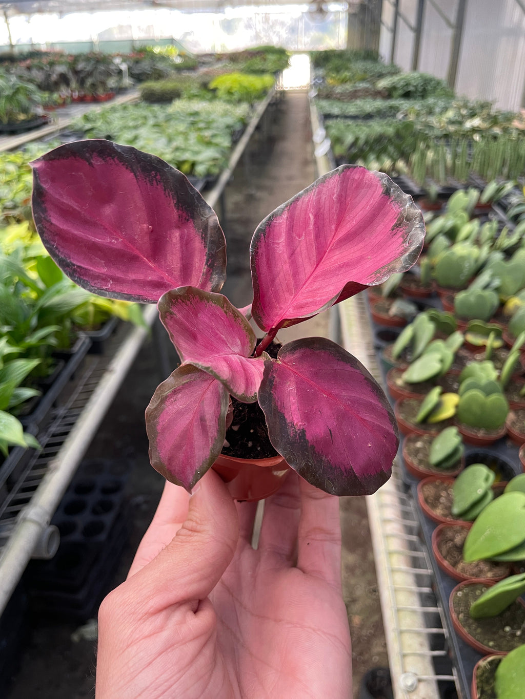 Calathea 'Purple Rose' prayer plant, view 2