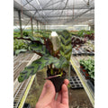 Calathea lancifolia Rattlesnake plant, view 2