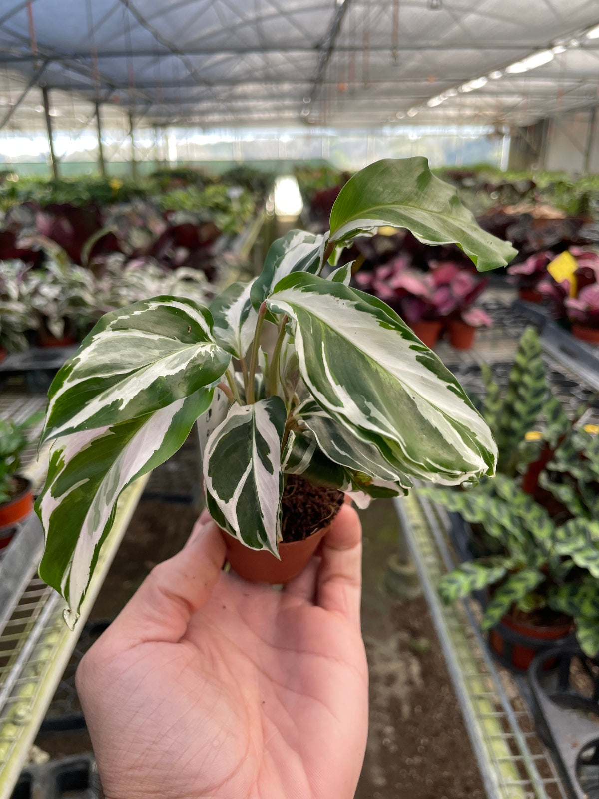 Calathea 'White Fusion', view 2