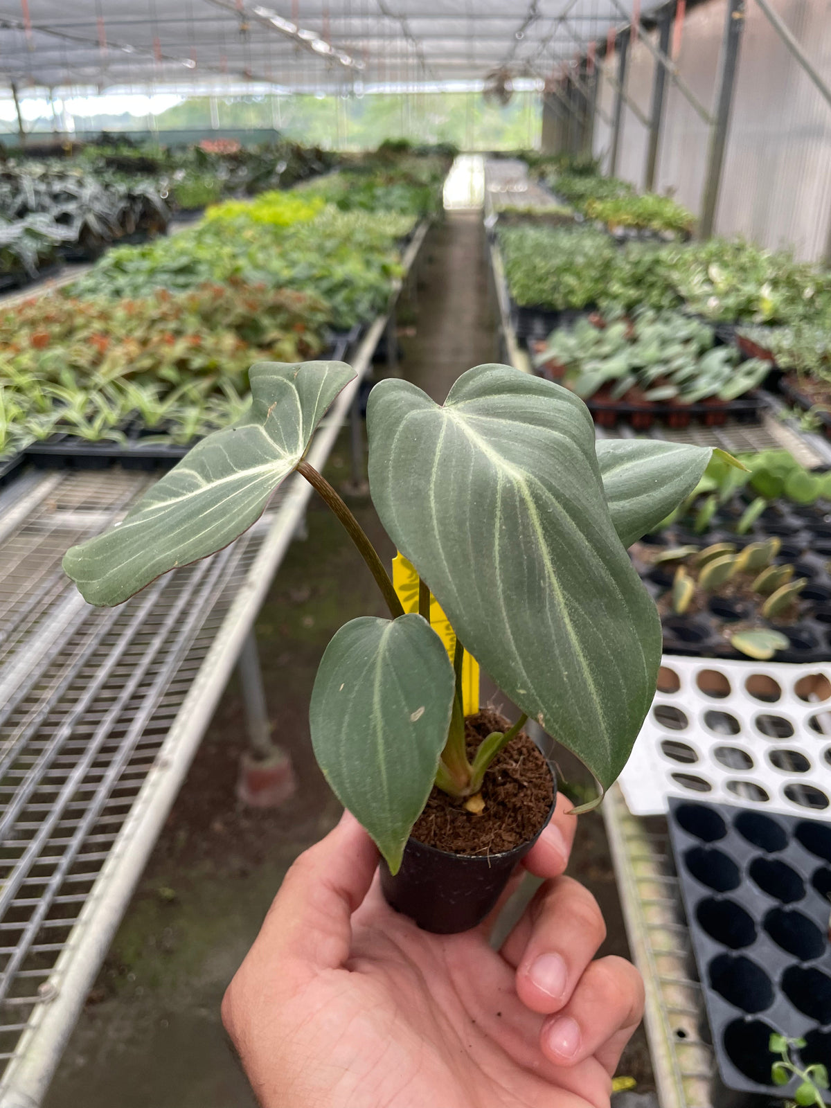 Philodendron 'Gloriosum', view 2