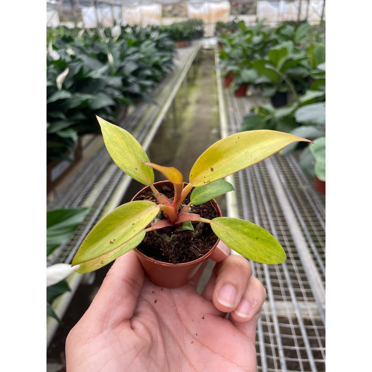 Philodendron 'Orange Marmalade', view 2
