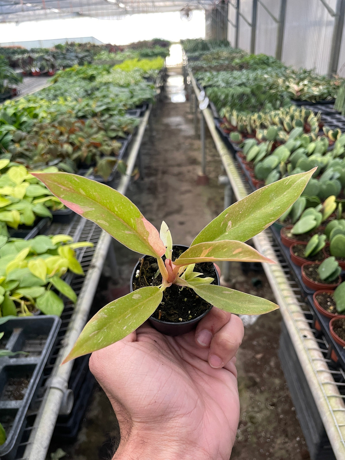 Philodendron 'Variegated Ring of Fire ', view 2