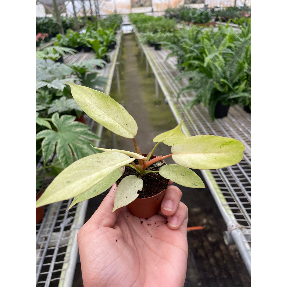 Philodendron 'Snowdrift', view 2