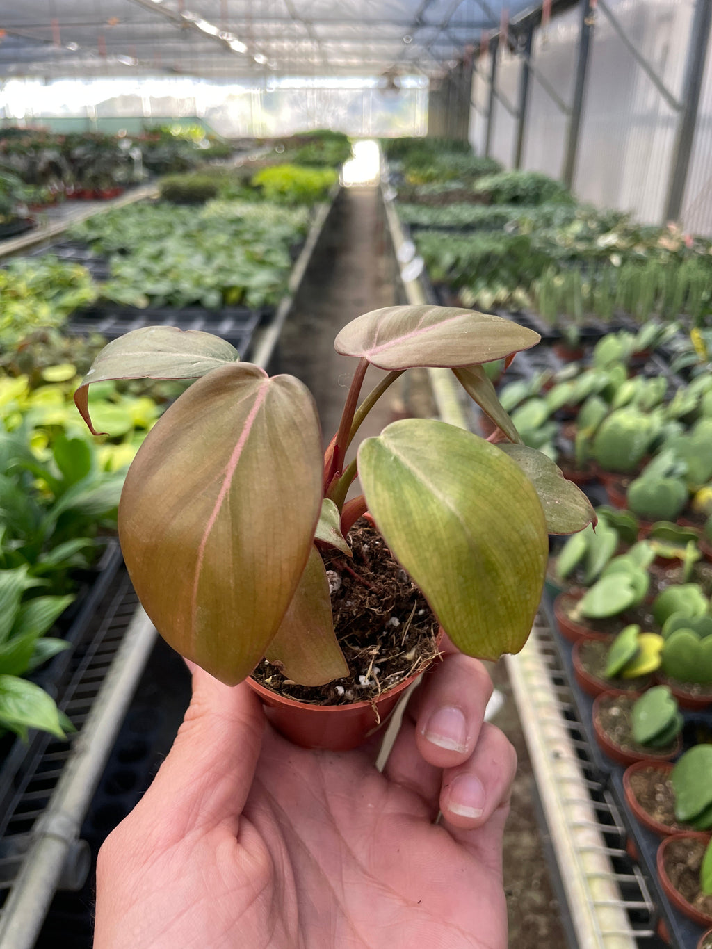 Philodendron 'Summer Glory', view 2