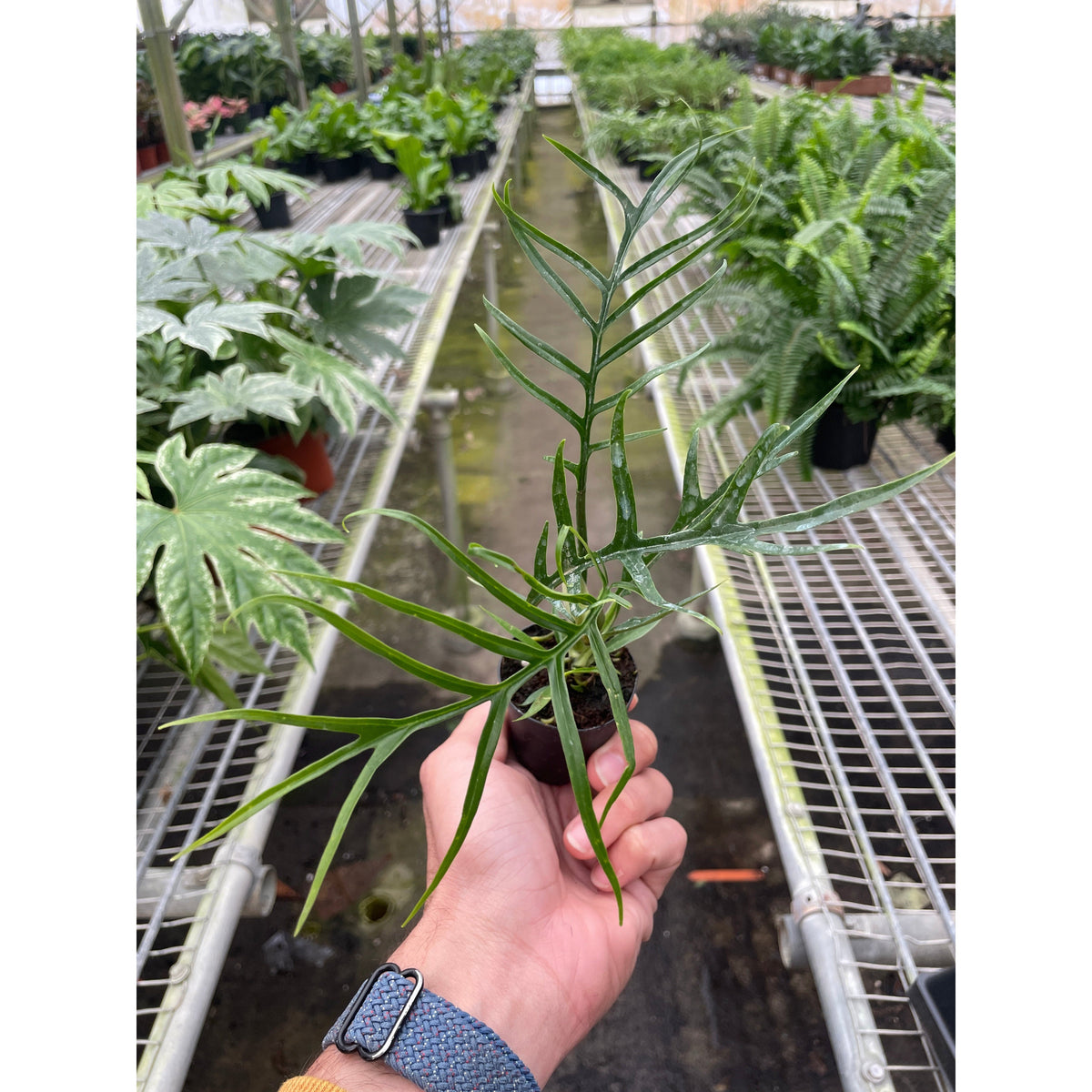 Philodendron 'Tortum', view 2