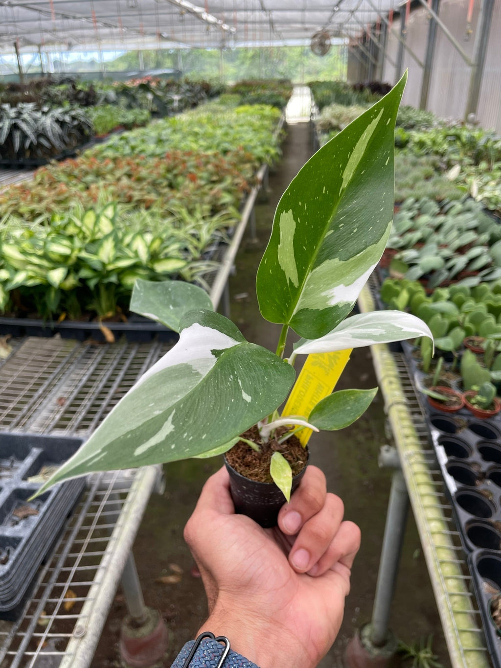 Philodendron 'White Princess', view 2
