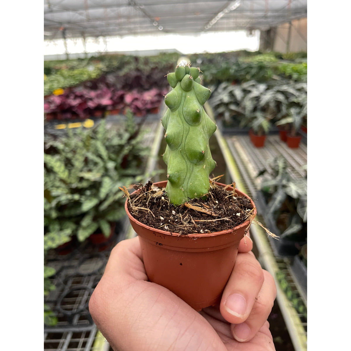 Boobie Cactus, view 2
