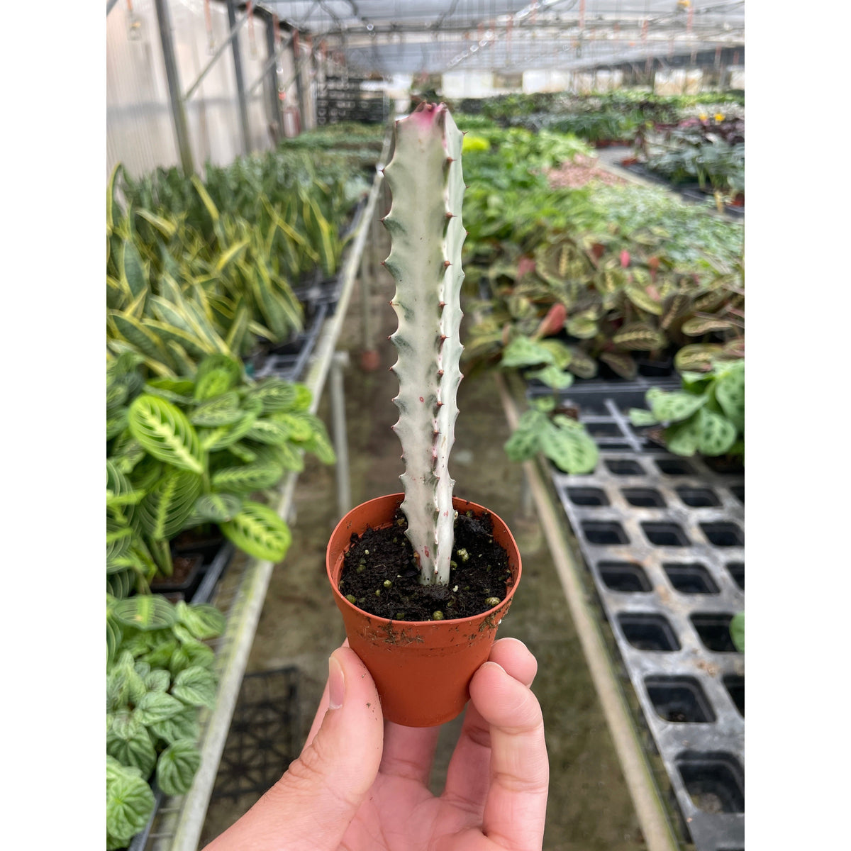 4" Succulent Euphorbia 'Dragon Bone', view 2