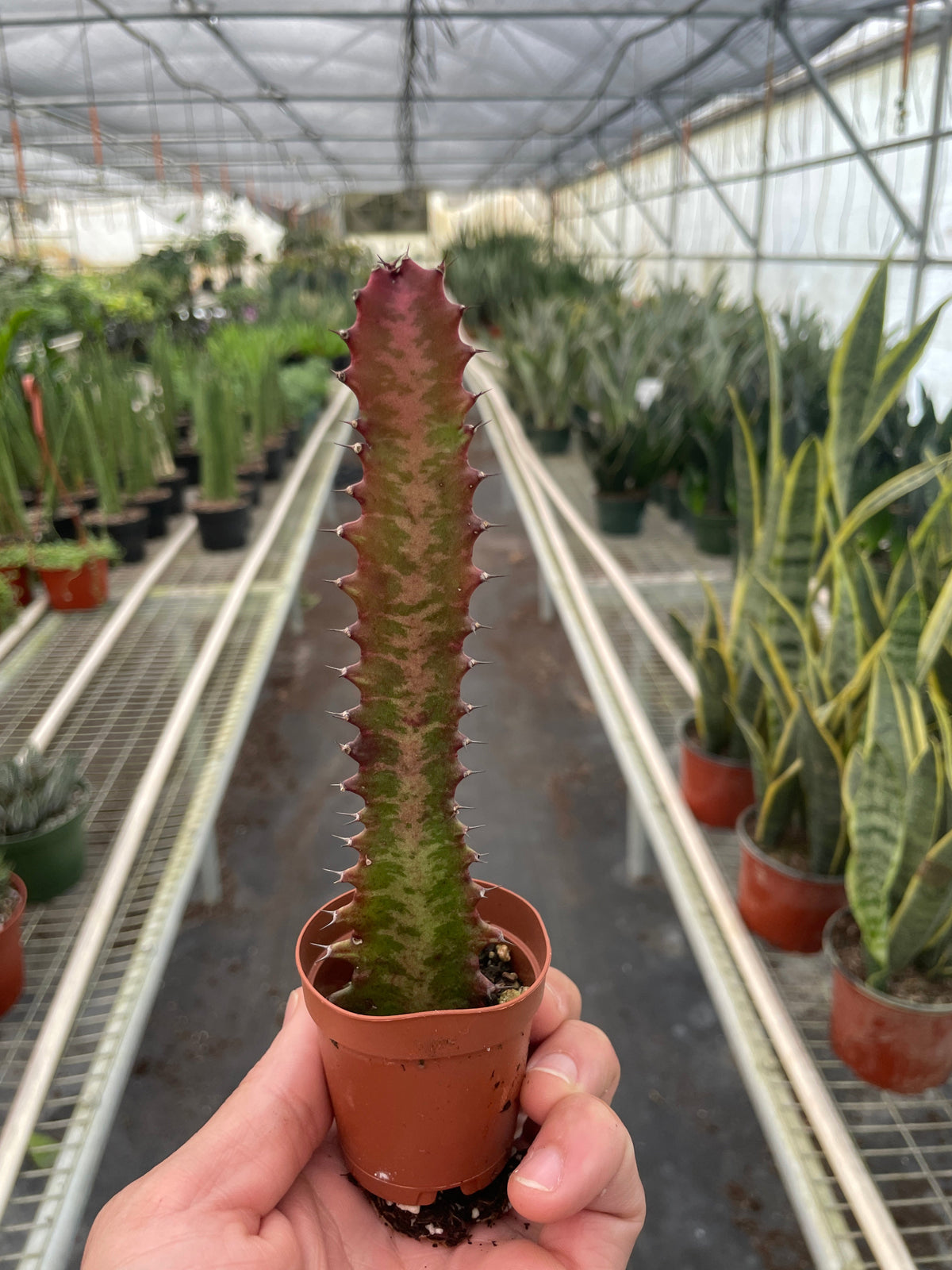 Succulent Euphorbia 'Trigona Rubra', view 2