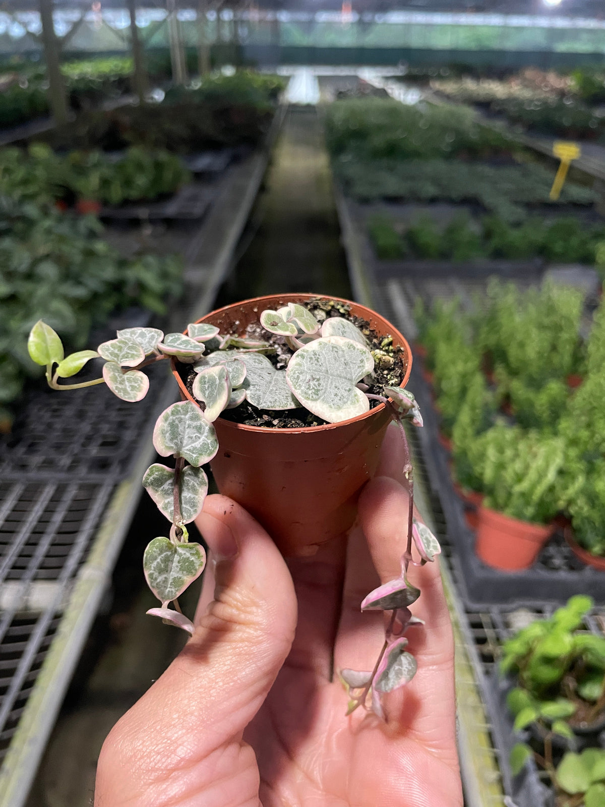 String of Hearts Variegated, view 3