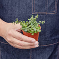 Peperomia Prostrata 'String of Turtles', view 2