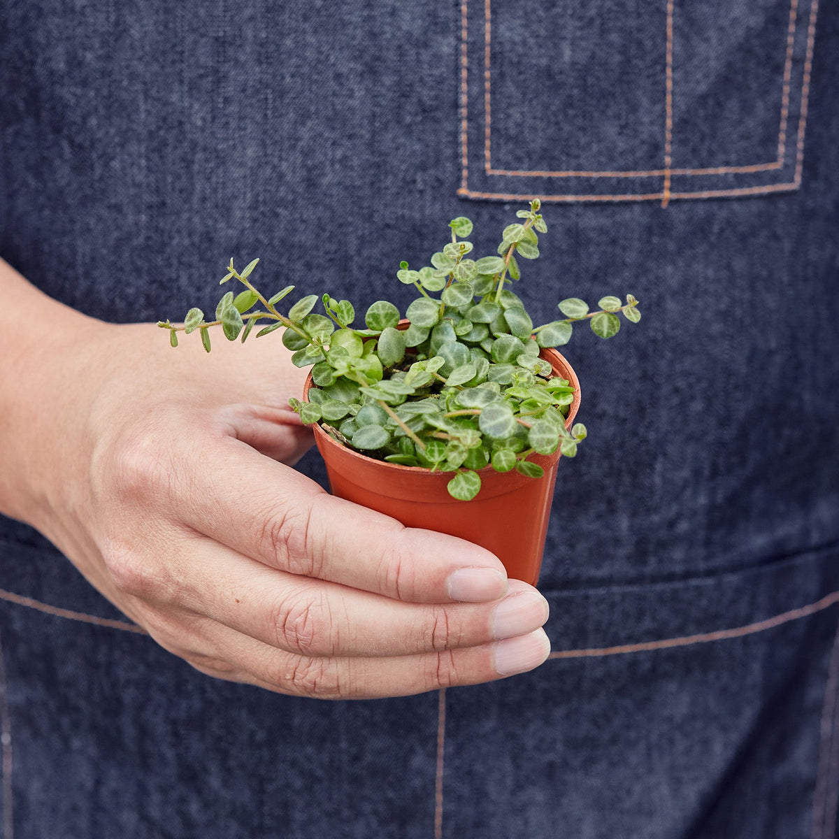 Peperomia Prostrata 'String of Turtles', view 2