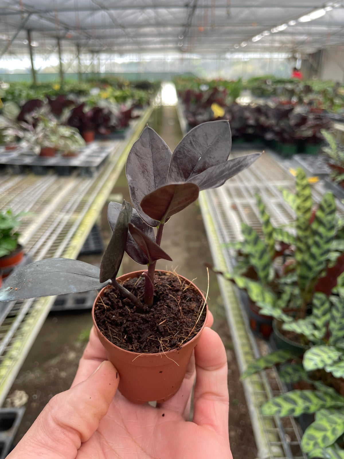 ZZ plant Black Queen, view 2