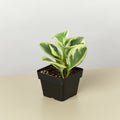 Marble Peperomia, view 2