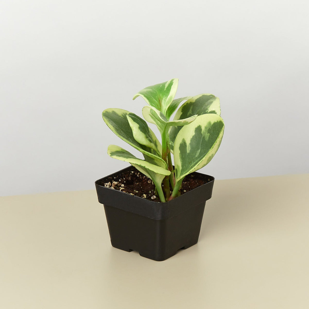 Marble Peperomia, view 2