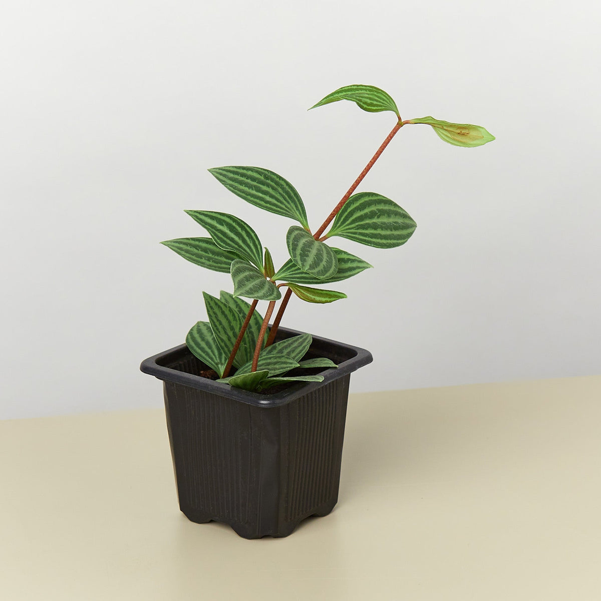 Peperomia 'Parallel', view 2