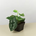 Pothos Satin Scindapsus pictus Argyraeus, view 2