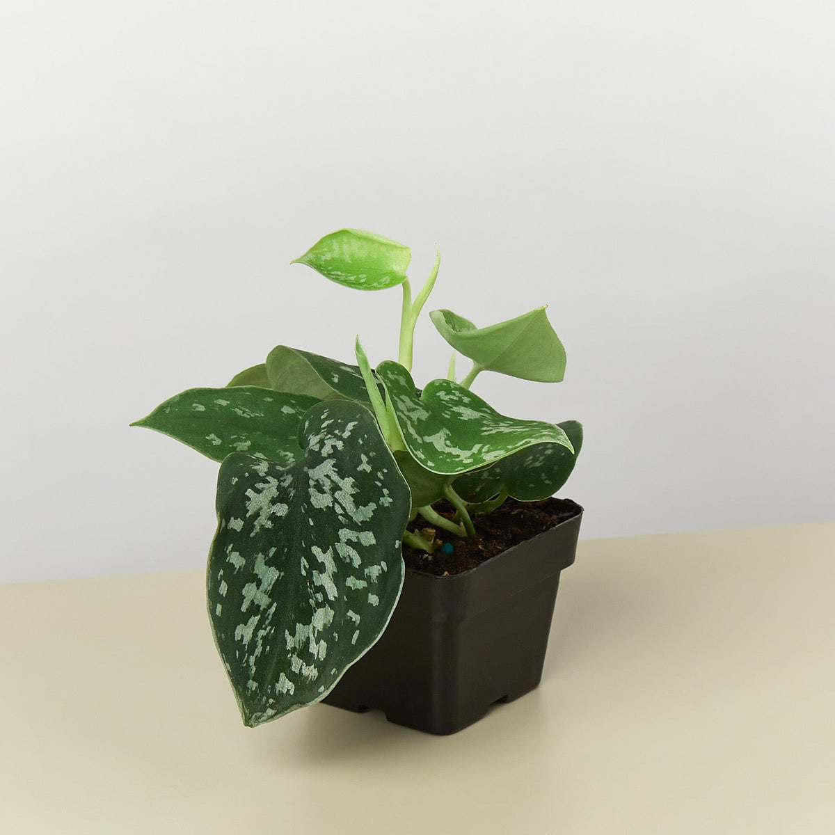 Pothos Satin Scindapsus pictus Argyraeus, view 2