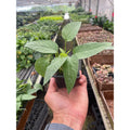 Pothos 'Cebu Blue', view 2