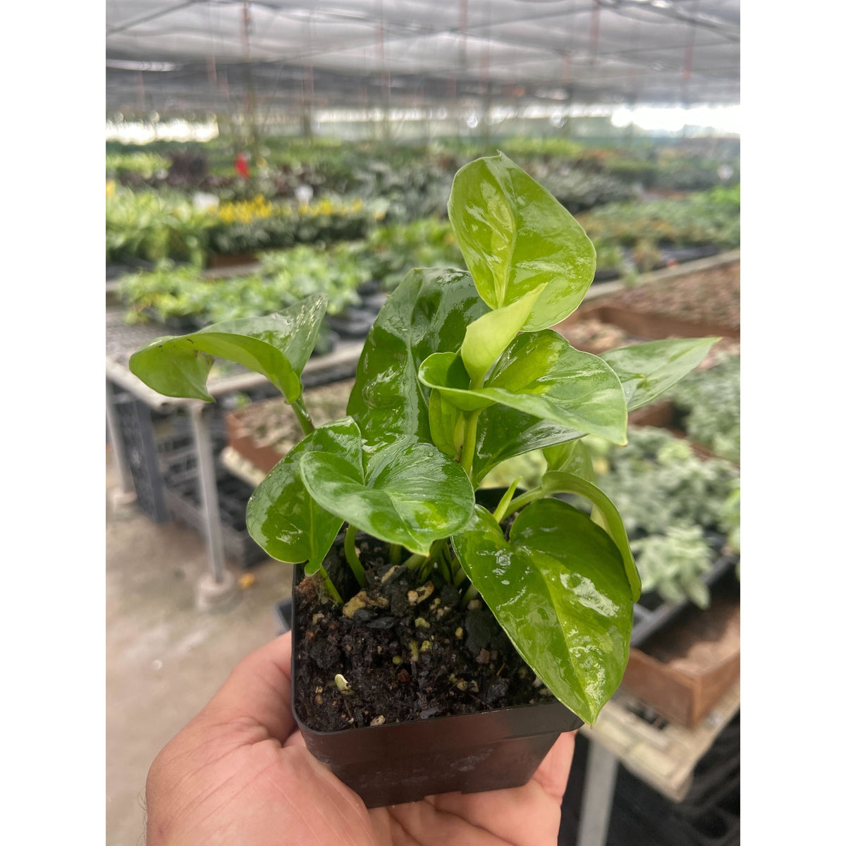 Pothos Global Green, view 2