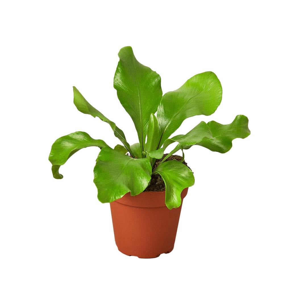 Bird's nest fern Asplenium nidus