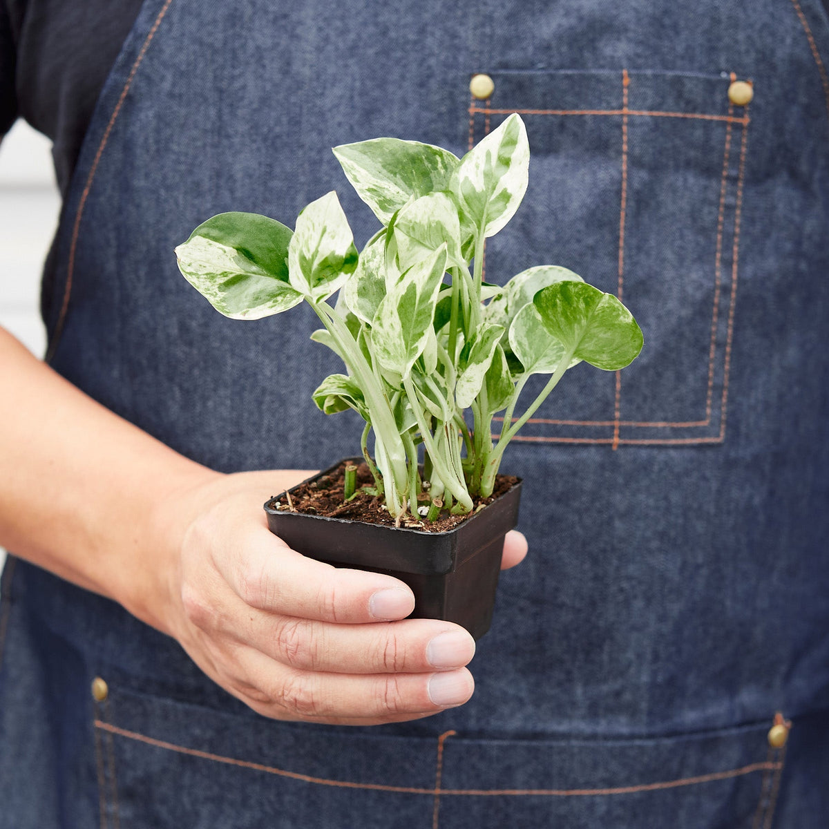 Pothos 'N'Joy', view 3