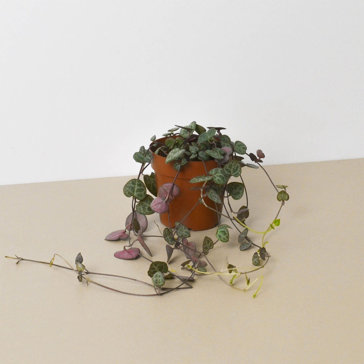 Succulent 'String of Hearts', view 2