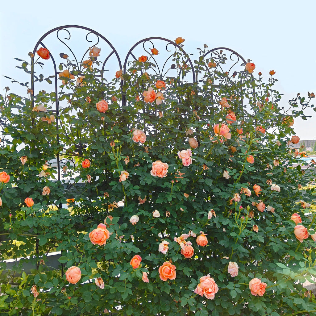 2 Pack Peacock Metal Garden Trellis, view 5