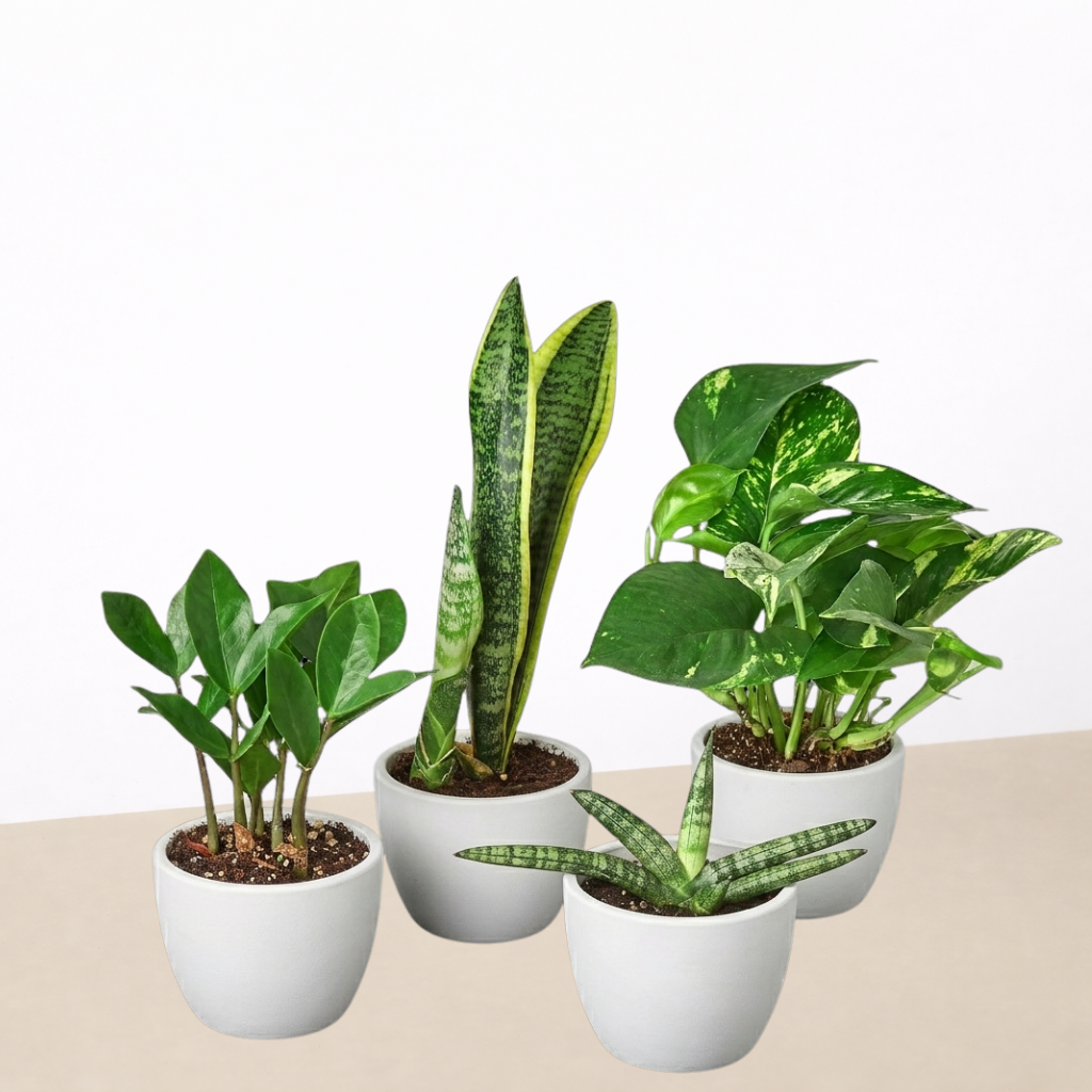 Easy Care Variety Bundle, view 4