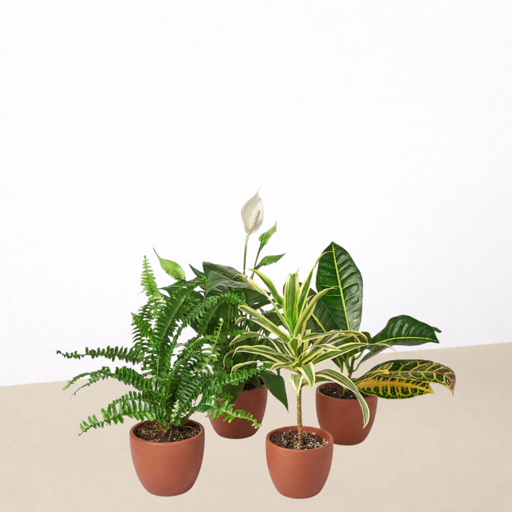 Air purifying houseplant variety bundle, view 2