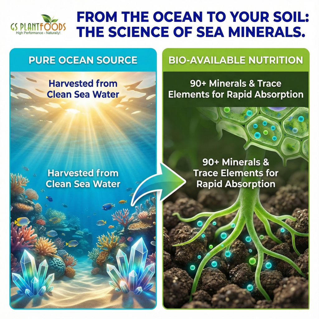 Ocean Magic Sea Minerals, view 3