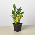 Croton 'Gold Dust', view 2