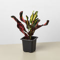 Croton Mammy, view 2