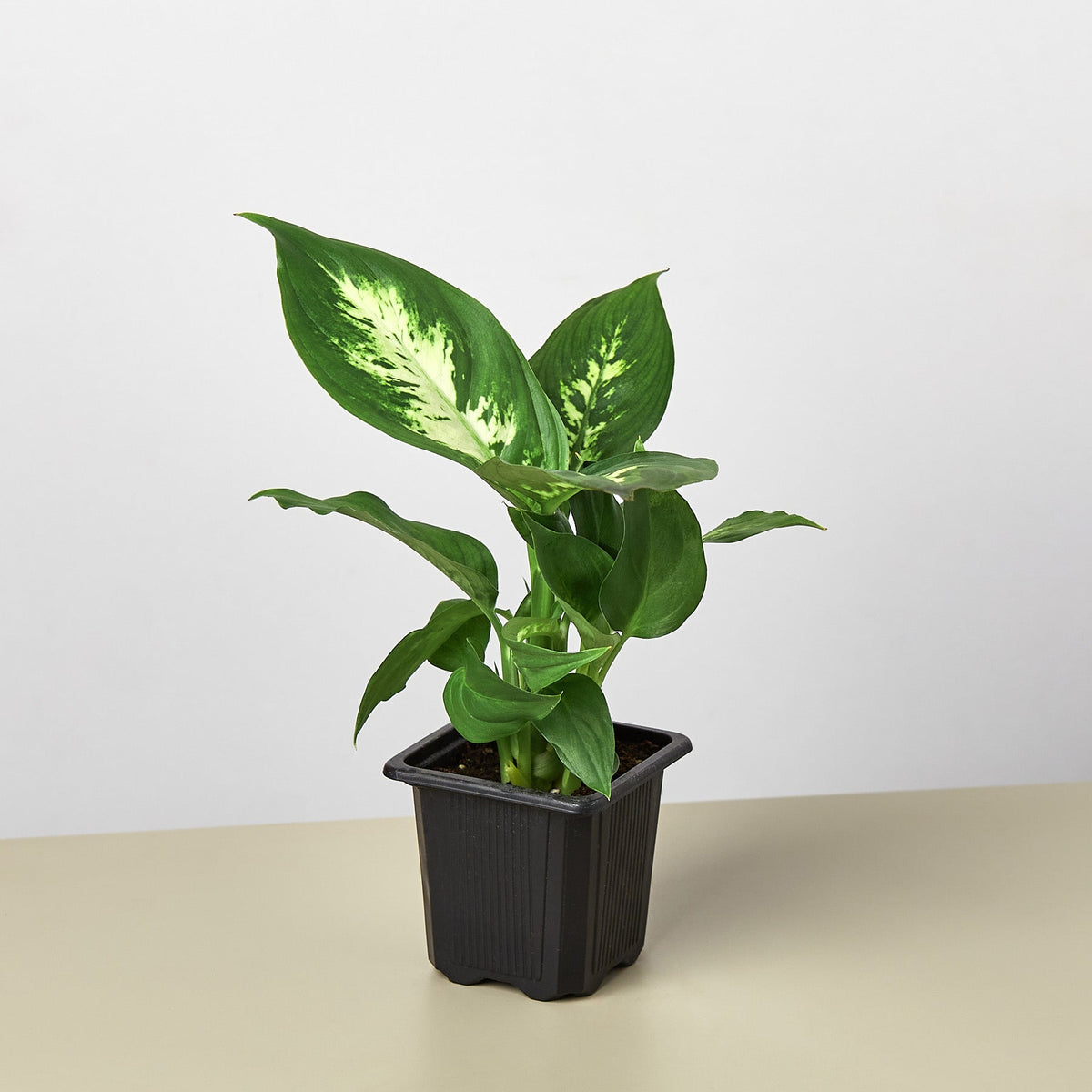 Dieffenbachia Camille, view 2