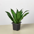 Dracaena 'Janet Craig', view 2