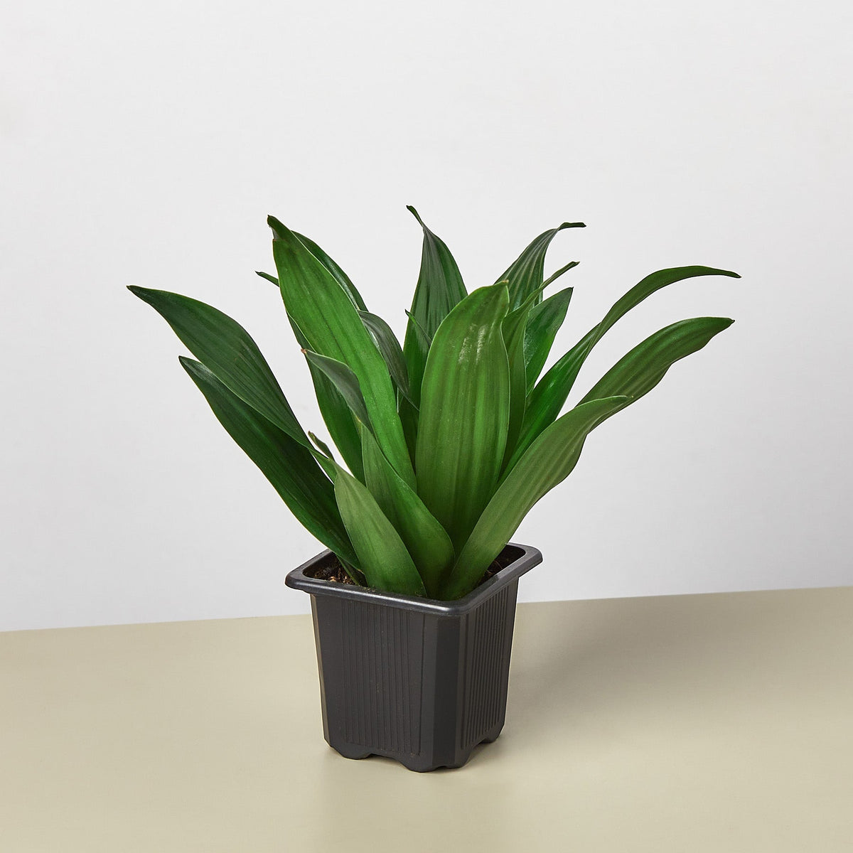 Dracaena 'Janet Craig', view 2