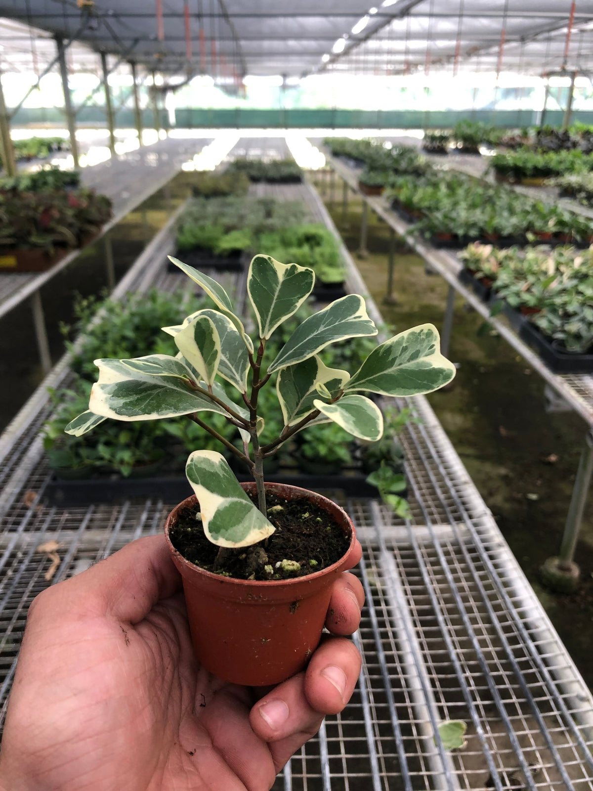 Ficus 'Triangularis Variegated', view 2