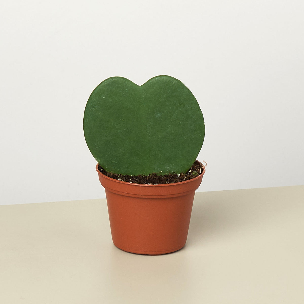 Hoya kerrii sweetheart plant, view 2
