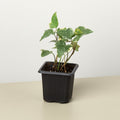 English Ivy 'Glacier', view 2