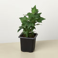 English Ivy 'Green California', view 2