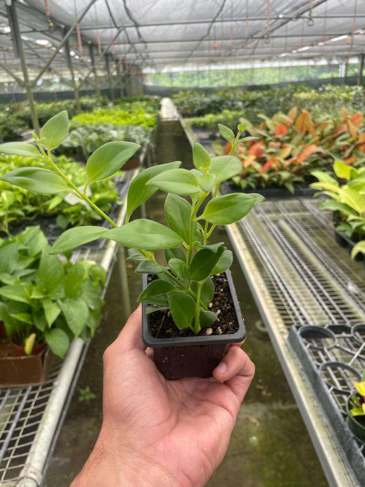 Lipstick Plant, view 2