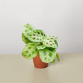 Maranta leuconeura prayer plant, view 2