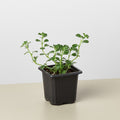 Nettle 'Baby's Tear', view 2