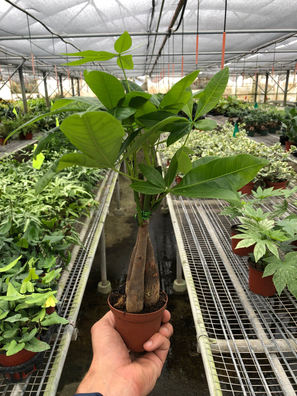 Money Tree Pachira braid, view 5