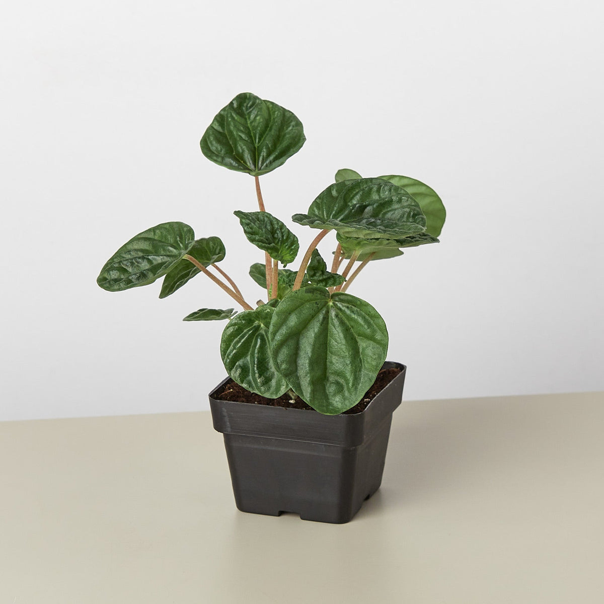 Peperomia 'Ripple', view 2